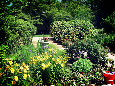 The back gardens